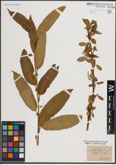 Foto von Salix fragilis L.